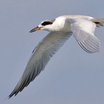 Forster's Tern